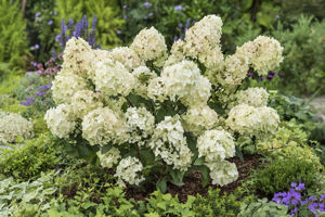 Bild von Hydrangea